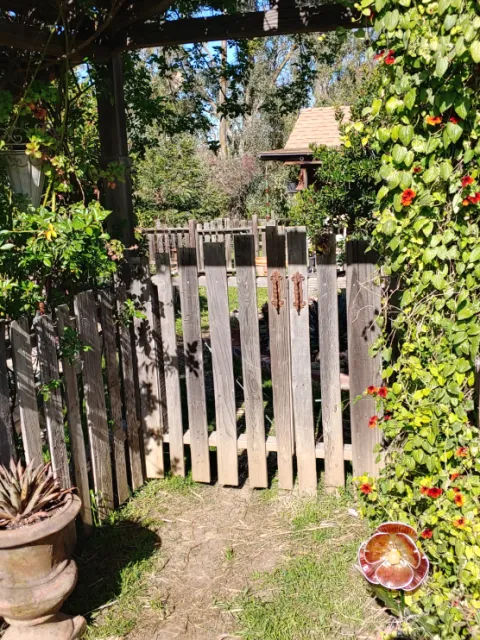 garden gate with plants all around