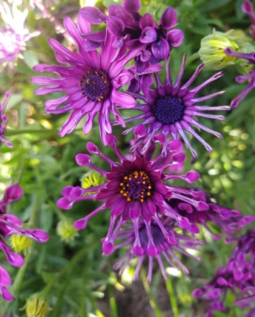 purple petals that look like spoons on a daisy flower