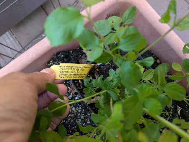 sage plant with yellow plant tag