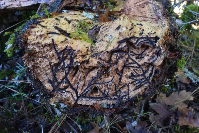 Cross section of a tree trunk that has trellis-like tunnels throughout. The tunnels are dark stained and go deep into the wood.