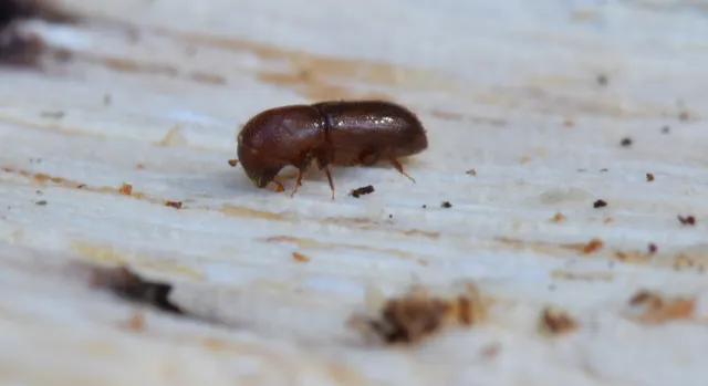 Small brown beetle with round flat head and small bulbed antennae on light colored wood. Beetle has little light brown hairs covering its body.