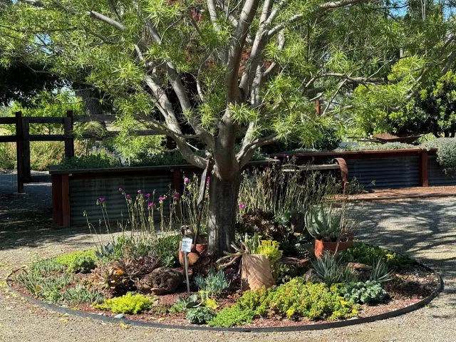Desert willow provides some shade to the succulents beneath it in the Master Gardener Demonstration Garden in May. Laura Kling