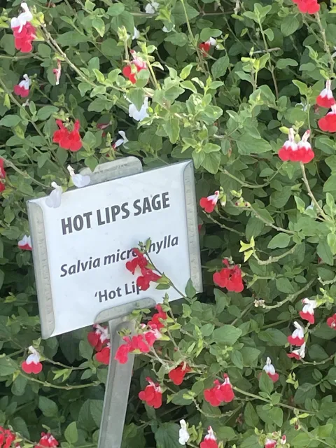 Like this sage, the plants are labeled with both common and scientific (Latin) names at the Demonstration Garden. Anne Ryder