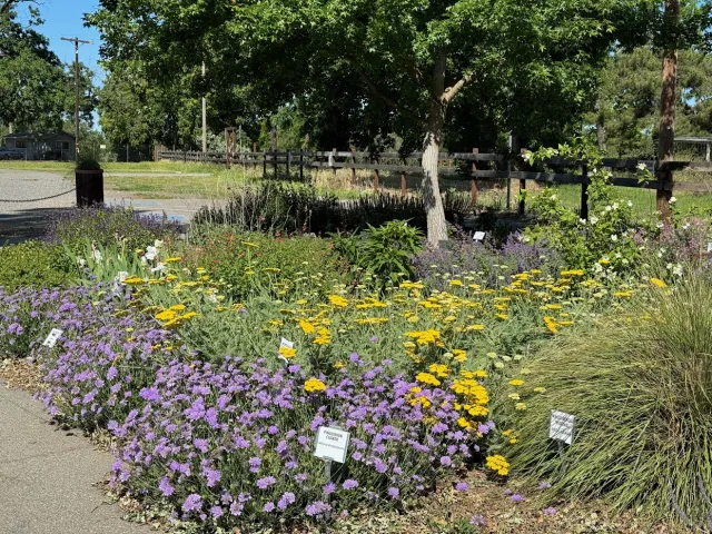 Pincushion flower and moonshine yarrow in the All-Stars Garden at the Demonstration Garden in May 2024. Laura Kling