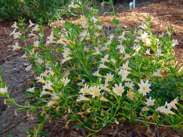 Sticky monkey-flower blooms in the California Native Plants section of the Demonstration Garden. Brent McGhie