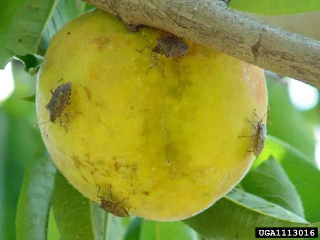 Several brown marmorated stink bugs are feeding on a peach.