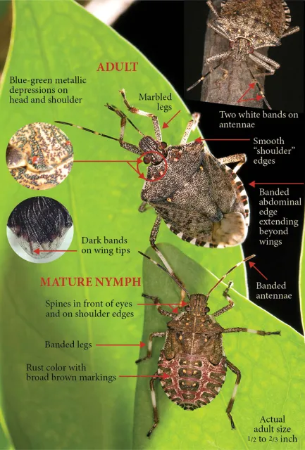 Brown marmorated stink bugs with information pointing out the unique identifiers for nymphs and adults