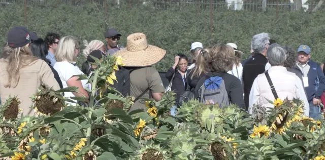 A group of people gather in a field of yellow sunflowers