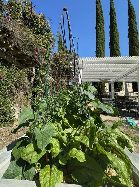cucumbers growing on trellis