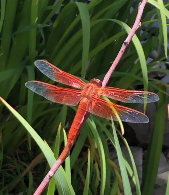 Flame skimmer dragonfly on plant stem