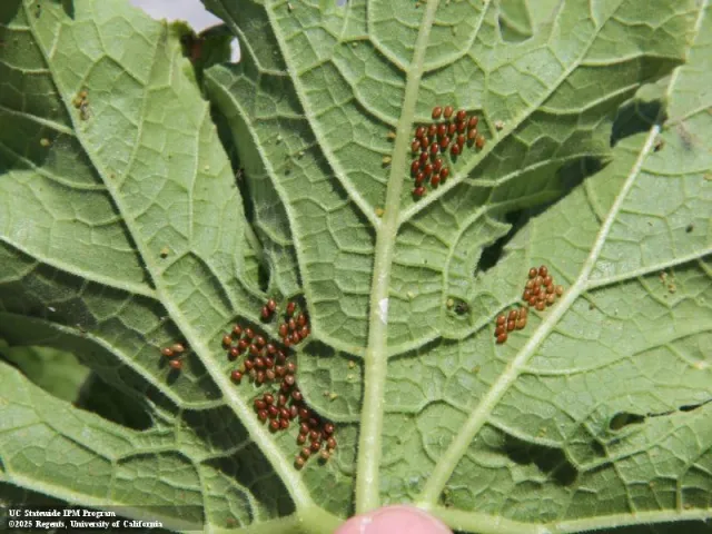 Clusters of round, reddish-brown eggs scattered across the underside of a leaf.