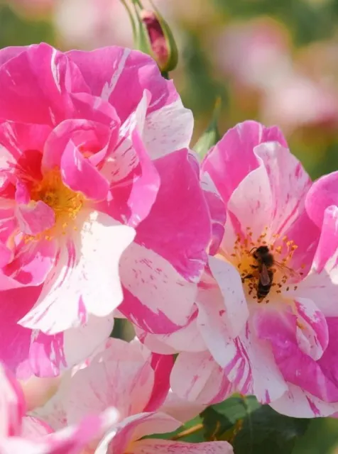 Pink and white striped rose