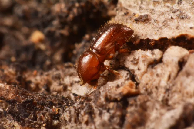 Small reddish-brown beetle on tan tree bark.