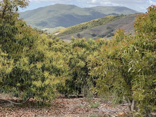 Avocado orchard with green mountains in the background