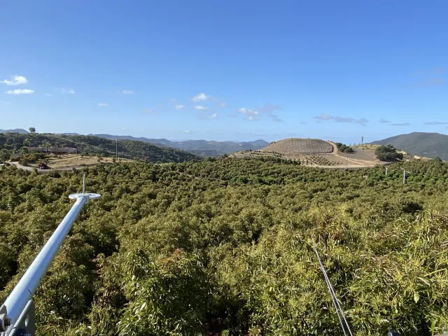 View over the tops of avocado trees from a tower with scientific instruments