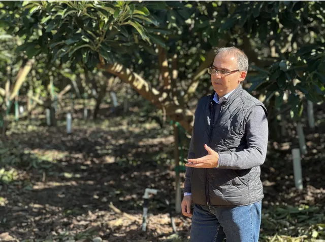 Irrigation advisor Ali Montazar explains his research while standing in avocado orchard