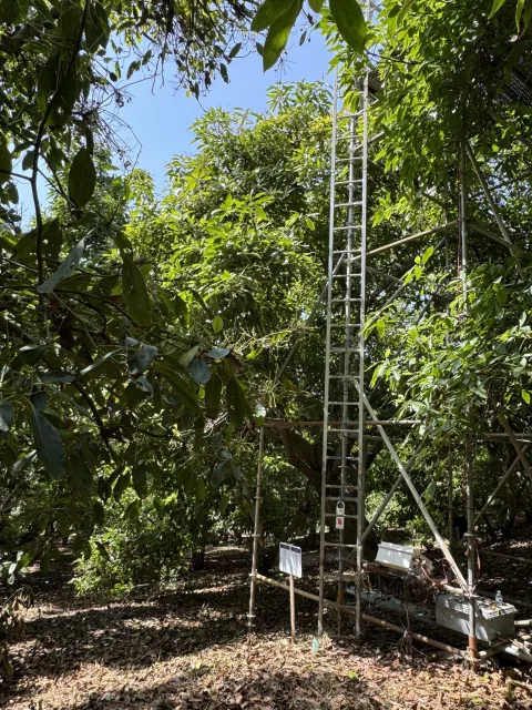 A high tower with sensors above the canopy of the avocado trees