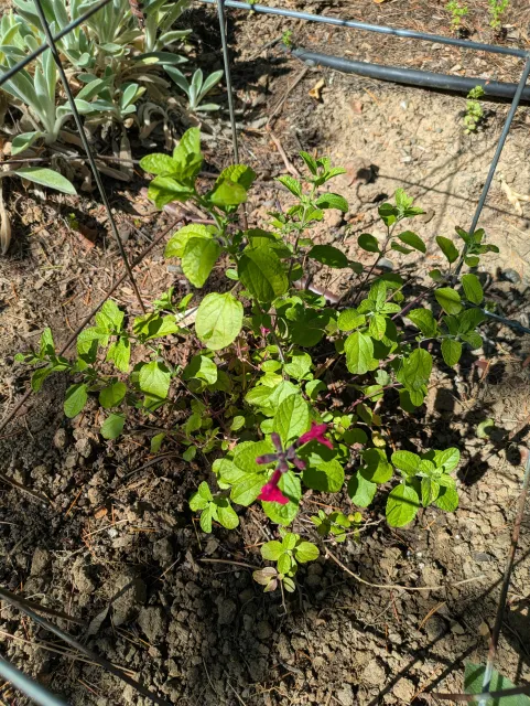 Salvia microphylla x greggi heatwave blaze plant