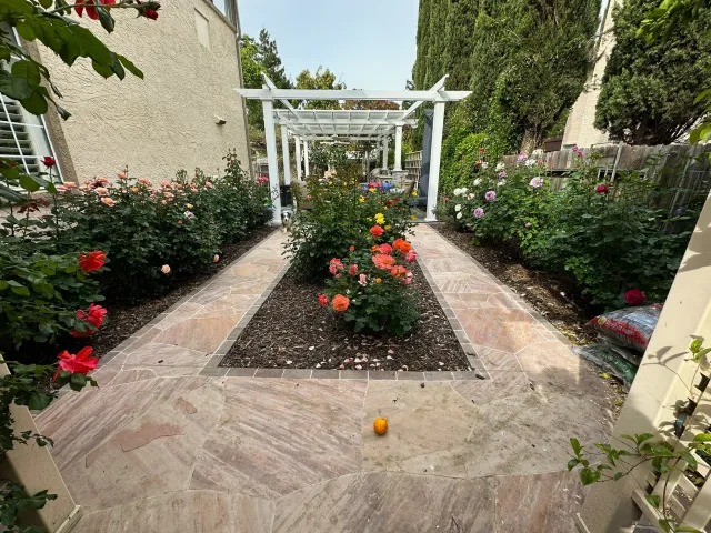 view of a new rose bed with red roses