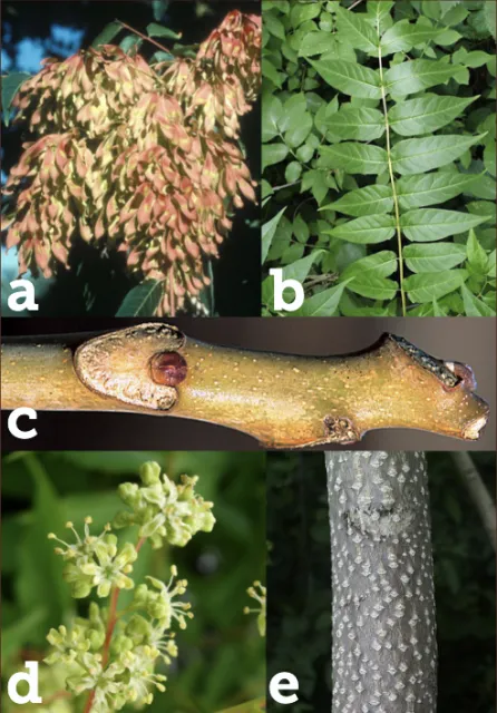 Gallery of Tree-of-heaven parts