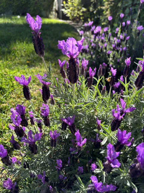 Photo of Spanish lavender 'Javelin Forte Deep Purple'