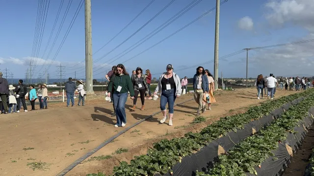 People wearing name tags around their necks walk along a strawberry field