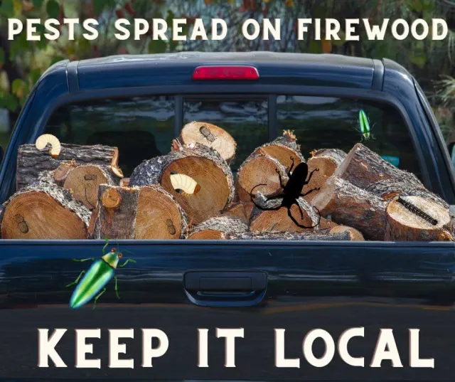 Firewood stacked in the back of a truck with the text “pests spread on firewood, keep it local."