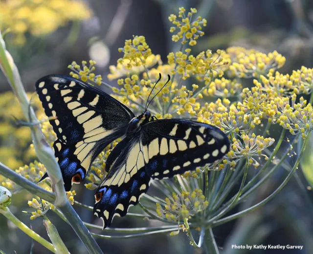 Anise swallowtail. (Photo by Kathy Keatley Garvey)