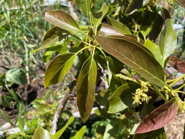 avocado leaves with purple hue