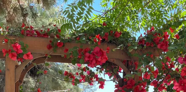 bouganvillea plant growing on a trellis