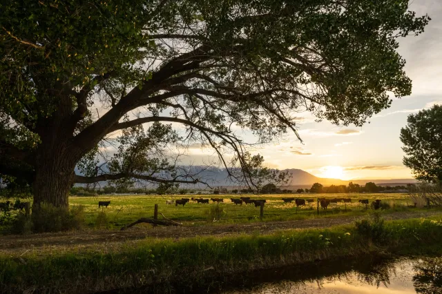 Cattle in a field with a tree and canal in the foreground