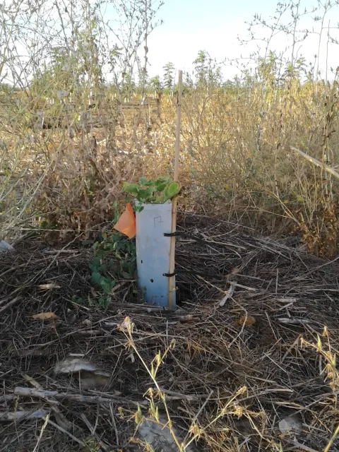 Weeds partially cleared around young elderberry tree in a tree protection tube