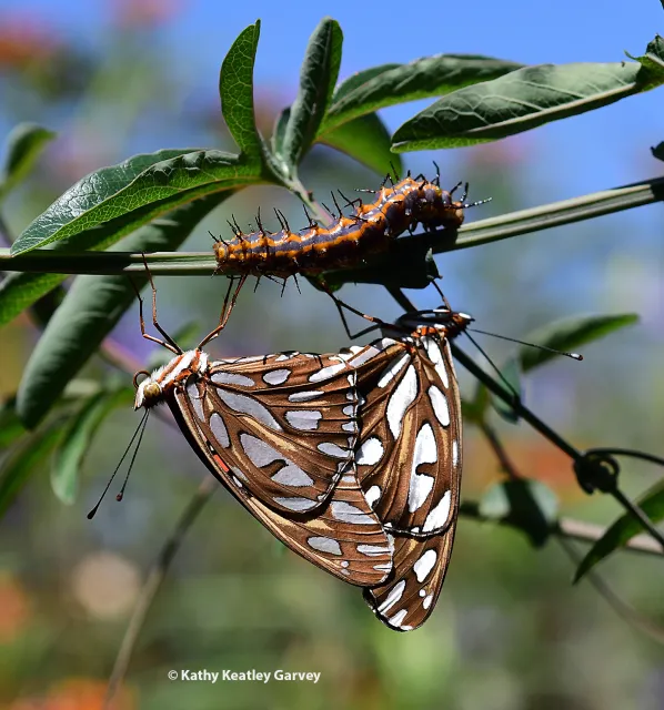 A Gulf Fritillary caterpiller chomps on passion flower vine, while adult Gulf Frits "keep busy." (Photo by Kathy Keatley Garvey)