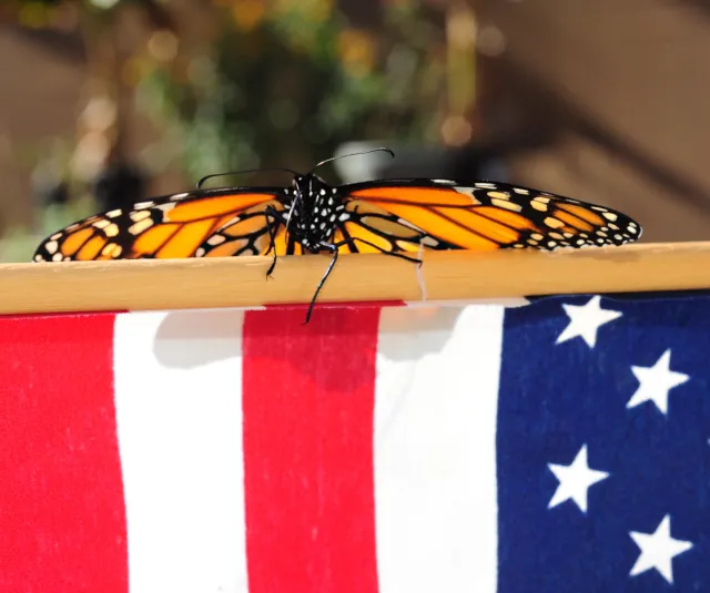 Monarch butterfly peers over an American flag. (Photo by Kathy Keatley Garvey)