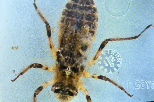 Close-up of a dragonfly nymph. (Photo by Kathy Keatley Garvey)