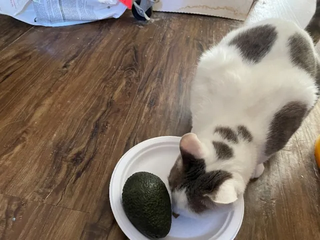 Snugs the cat with an avocado