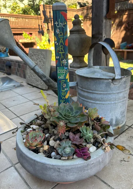 succulents by a watering can