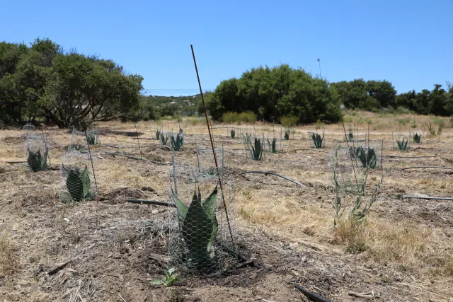 Small agave plants enclosed in gopher cages growing on a farm.