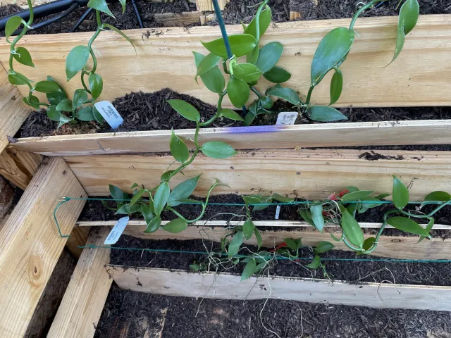 vanilla orchids growing in revamped pallet boards