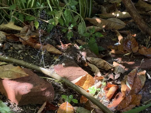  Small Tomato Plant. Additional details in caption. 