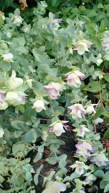 trailing pink and white oregano flowers on Kent Beauty