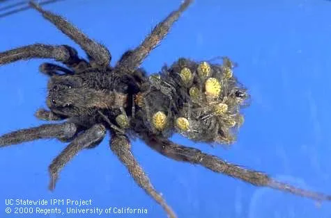 Adult female wolf spider carrying young on her abdomen. UC IPM