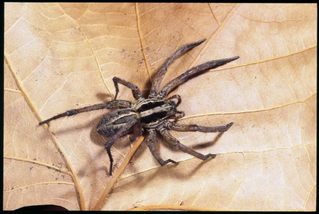 Wolf spider, UC Regents