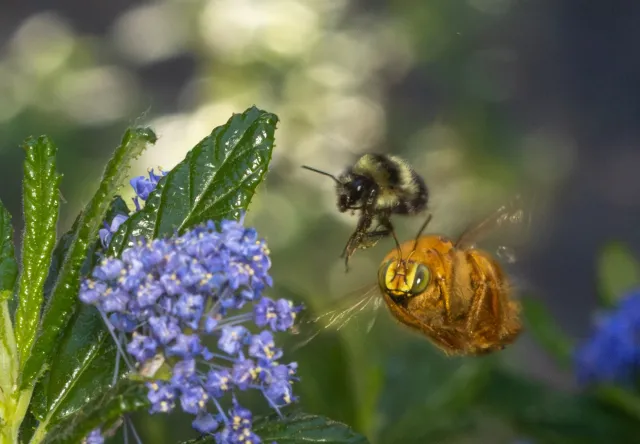 A Teddy Bear or male Valley Carpenter bee patrolling for females near a ceanothus bush with a Black-tailed Bumble bee close behind. MIchelle Graydon