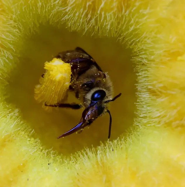 A female Squash bee with pollen grains peeks out of a butternut squash blossom while collecting pollen and nectar. Her long, straw-like tongue is visible. Michelle Graydon