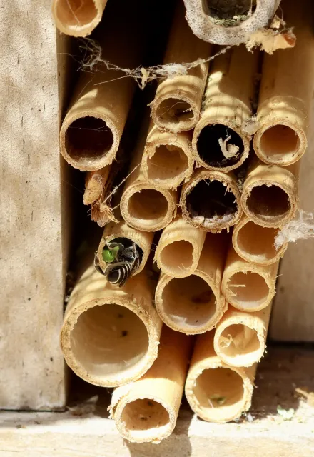 Leafcutter bee in the genus Megachile brings a rolled leaf she has cut to her nest. Michelle Graydon