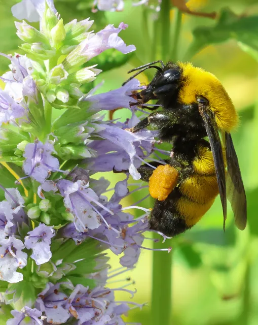 Morrison’s Bumble bee in a Chico garden. Michelle Graydon