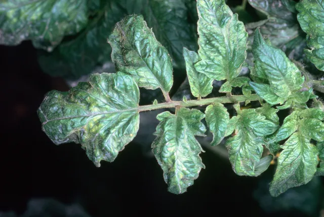 Tomato leaves with signs of Tobacco Mosaic Virus. Jack Kelly Clark, UC IPM Program