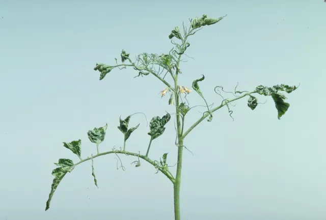 Tomato plant infected with tobacco mosaic virus. Jack Kelly Clark, UC IPM Program