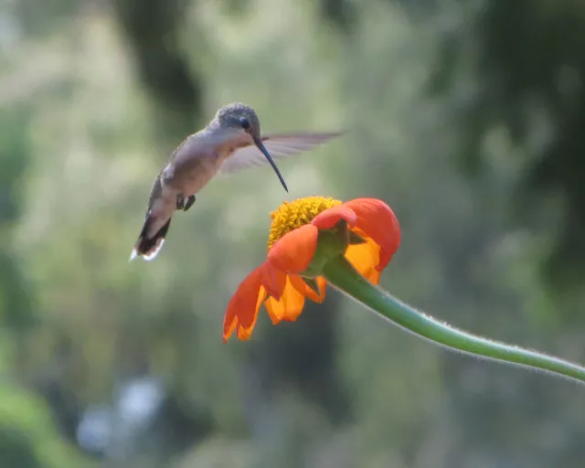Anna's hummingbird. Jeanette Alosi